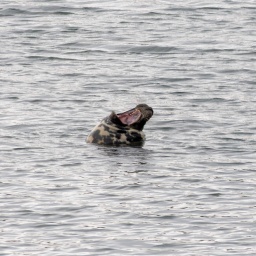 irland rundreise 2025_53